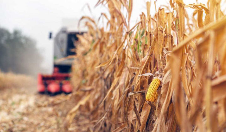 Giá các loại ngũ cốc trên sàn CBOT đồng loạt tăng mạnh