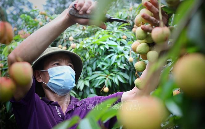 Kết nối tiêu thụ cho vải thiều sớm Tân Yên