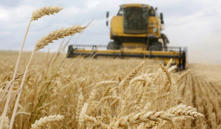 Dữ trữ lúa mì toàn cầu chỉ còn đủ đáp ứng nhu cầu sử dụng 10 tuần nữa