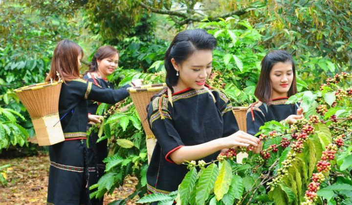 Phân bón Văn Điển: Góp phần nâng tầm thương hiệu cà phê Tây Nguyên