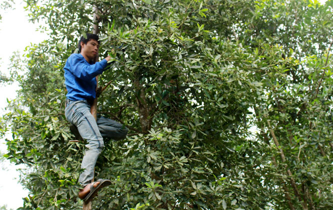 Khuyến công Lạng Sơn: Tăng vị thế cây quế, cây hồi