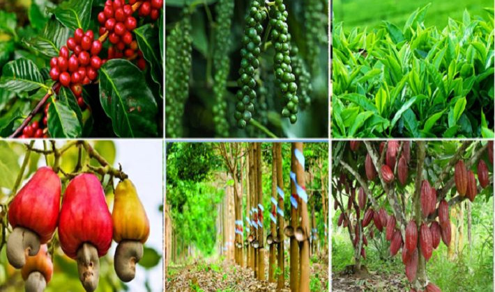 Kết nối giao thương, thúc đẩy cung - cầu sản phẩm thế mạnh của khu vực Tây Nguyên