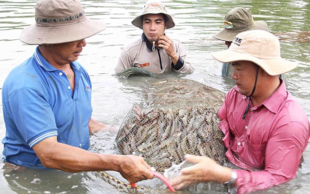 Phân lập, tuyển chọn và định danh vi khuẩn tía không lưu huỳnh, thử nghiệm khả năng xử lý sulfide trong nước ao nuôi tôm tại huyện Kiên Lương, tỉnh Kiên Giang