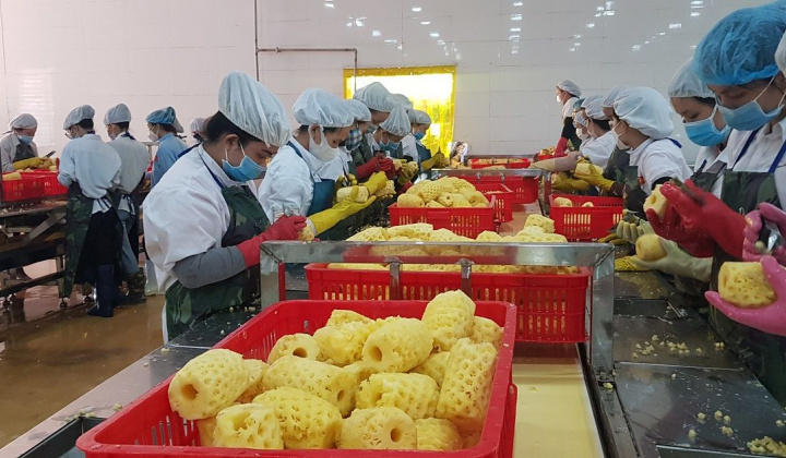 Gia Lai cần tập trung phát triển công nghiệp chế biến