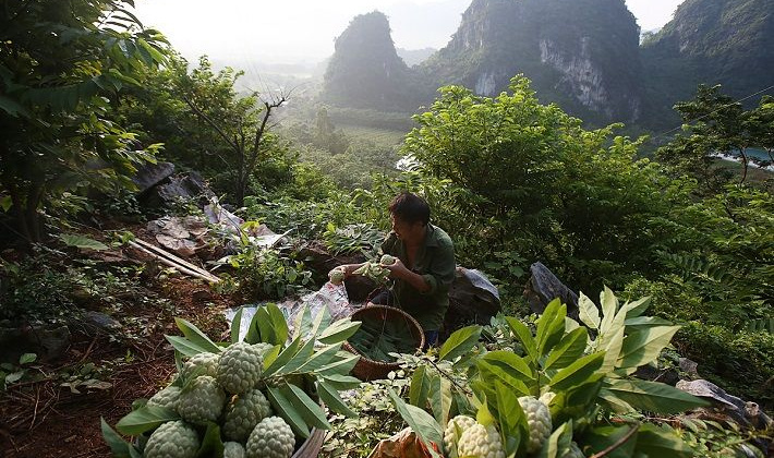 Phân bón Văn Điển: Đem màu mỡ cho đất vùng cao phía Bắc