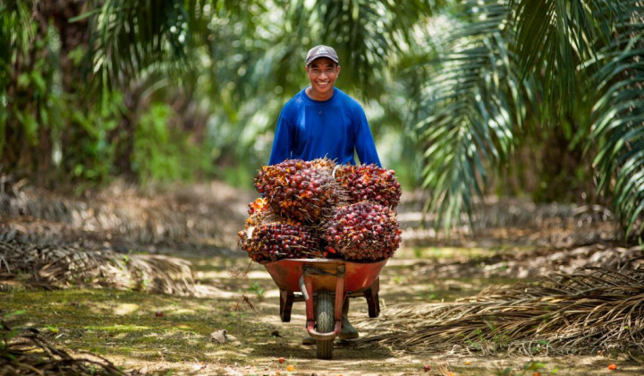 Malaysia nâng dự báo sản lượng dầu cọ năm nay