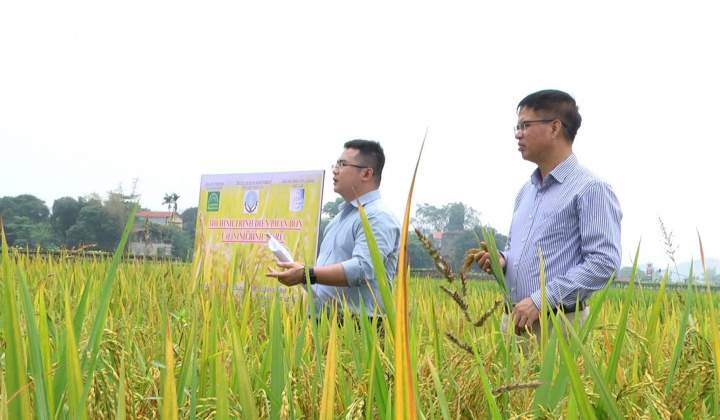 Mô hình trình diễn phân bón URÊ46RE của Đạm Ninh Bình trên cây lúa cho thấy hiệu quả vượt trội