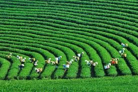 Nền kinh tế xanh - sự phát triển bền vững của nền kinh tế quốc gia