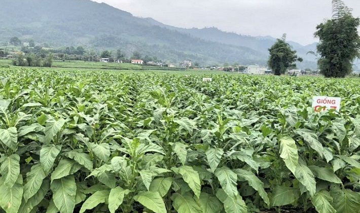 Xác định nhu cầu để phát triển vùng trồng nguyên liệu thuốc lá