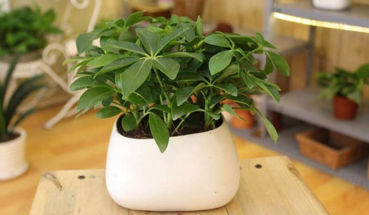 Nghiên cứu ảnh hưởng của các phương pháp trích ly đến thành phần hóa học của tinh dầu thân cây ngũ gia bì (Schefflera octophylla L.)