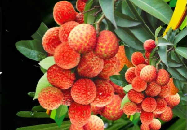 Bất chấp cước phí cao, vải Việt Nam cấp tập bay đến Australia