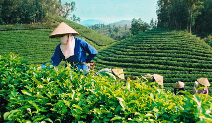Nâng cao giá trị gia tăng cho chè xuất khẩu Việt Nam