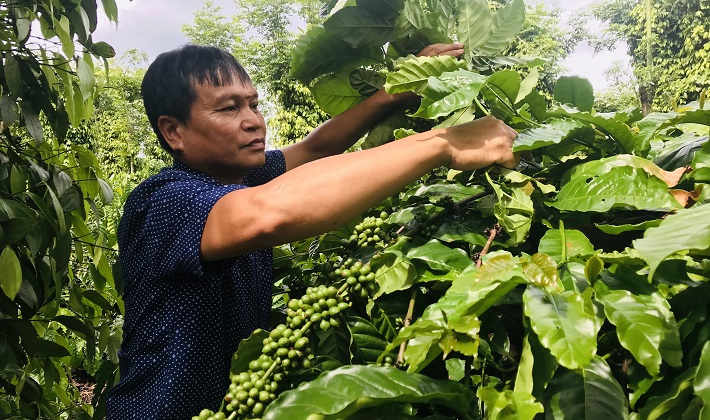 NESCAFÉ Plan: Giảm chi phí, tăng lợi nhuận từ mô hình nông nghiệp tái sinh