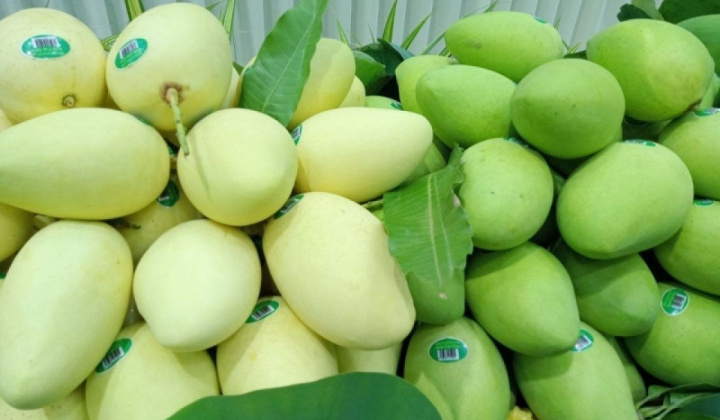 “Xoài nào ngon bằng xoài Cao Lãnh”