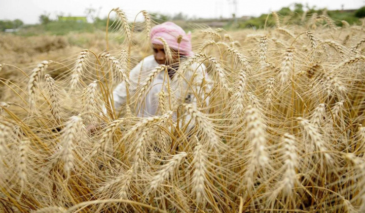 Ấn Độ siết chặt xuất khẩu bột mì nhằm đảm bảo nguồn cung trong nước