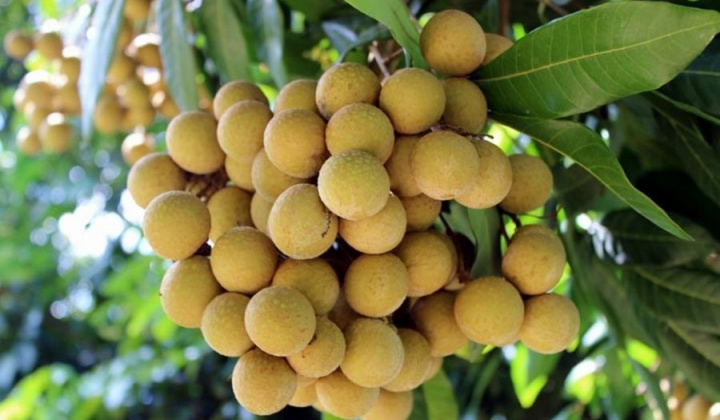 Nhãn Việt chinh phục thị trường Australia