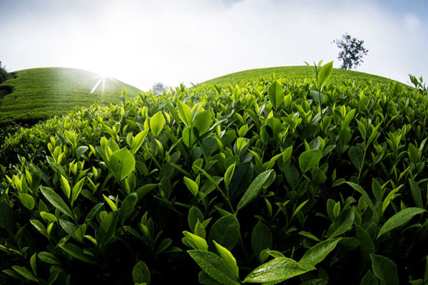 Phú Thọ phát triển chè thành ngành kinh tế chủ lực