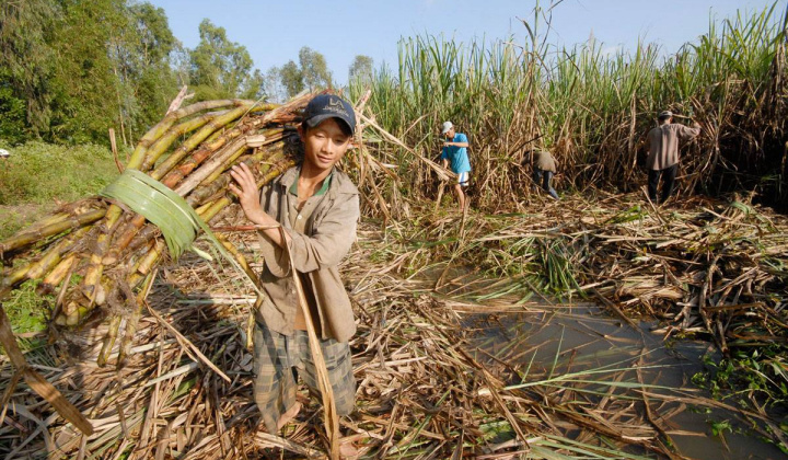 Đường nhập khẩu từ 5 nước ASEAN bị áp thuế tương đương đường mía Thái Lan