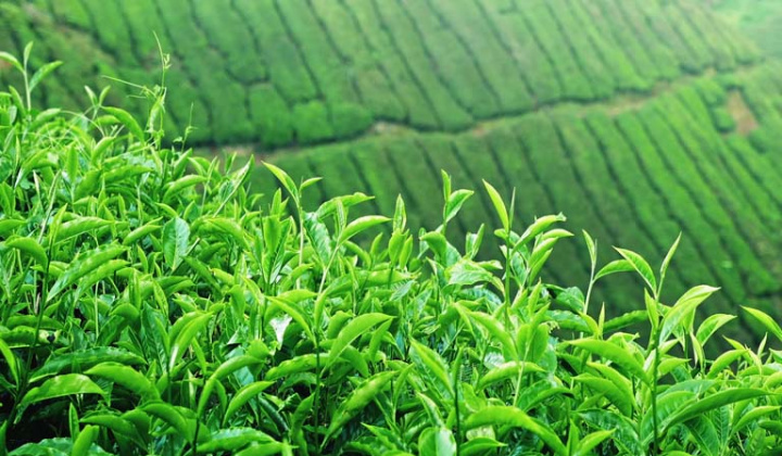 Phân bón Văn Điển: Giúp đất “sạch” hơn cho vùng chè xuất khẩu