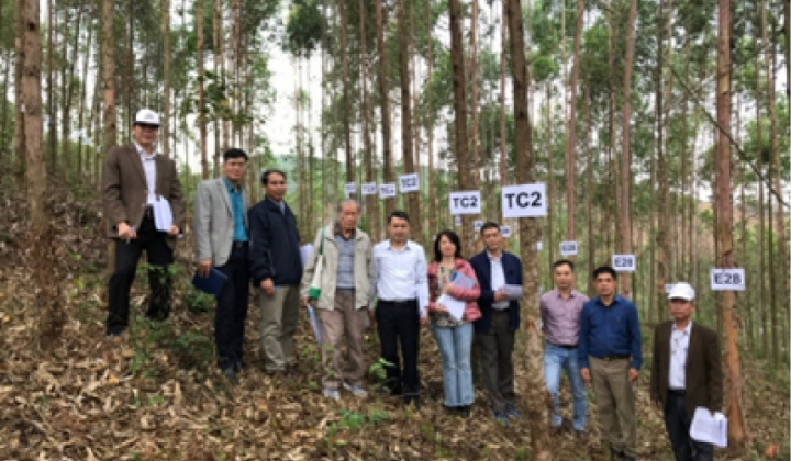Nghiên cứu chọn tạo giống Bạch đàn năng suất cao phục vụ ngành công nghiệp giấy