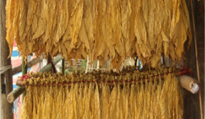 Kết quả nghiên cứu và ứng dụng lò sấy thuốc lá vàng theo nguyên lý thoát ẩm qua đường ống khói nhằm tiết kiệm nhiên liệu sấy và nâng cao chất lượng sản phẩm