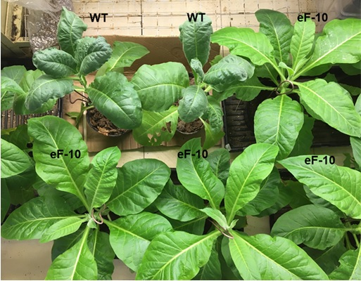 Nghiên cứu và xây dựng quy trình phòng chống bệnh chết gân mạng lưới (Potato Virus Y) gây hại cây thuốc lá ở các tỉnh phía Bắc, Việt Nam