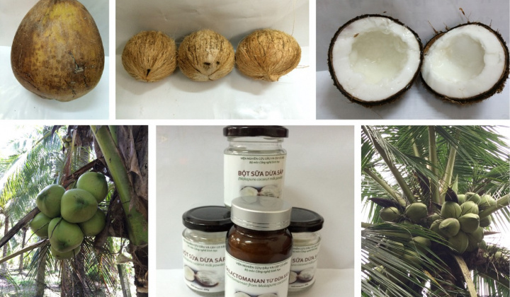 Nghiên cứu chế biến một số sản phẩm từ quả dừa Sáp làm nguyên liệu phục vụ sản xuất các sản phẩm thực phẩm, mỹ phẩm