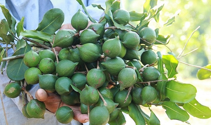 Huyện Điện Biên: Đẩy mạnh phát triển cây mắc ca