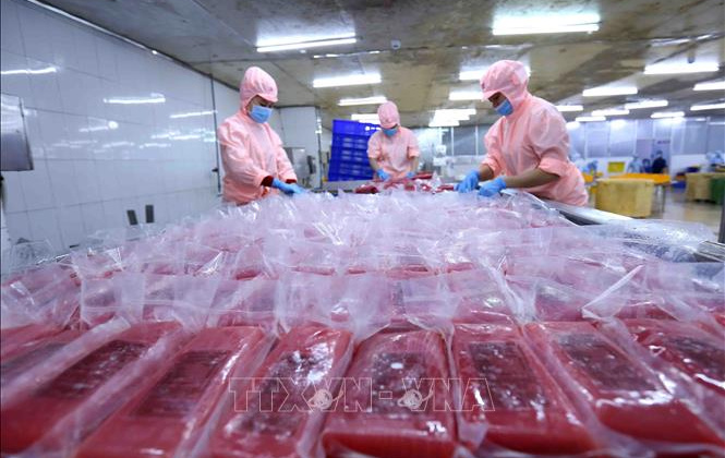 Xuất khẩu cá ngừ sang Bỉ duy trì tăng trưởng liên tục trong 2 năm