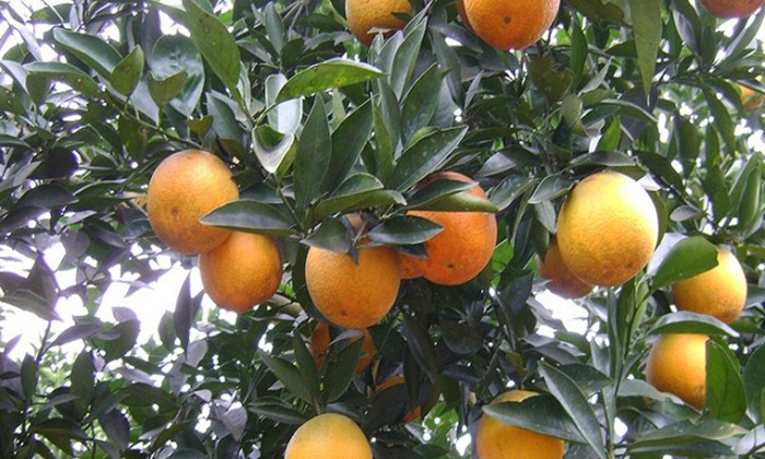 Phân bón Văn Điển: Cùng nông dân Hòa Bình làm giàu trên vùng đất chuyên canh