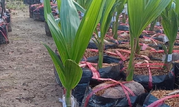 Hoàn thiện quy trình công nghệ sản xuất giống dừa sáp bằng phương pháp nuôi cấy phôi