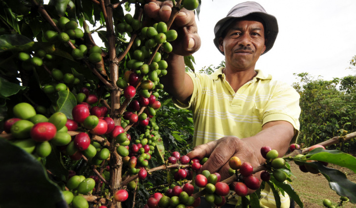 Dự báo giá cà phê thế giới tiếp tục tăng khi dự trữ cà phê tại Brazil ở mức thấp kỷ lục