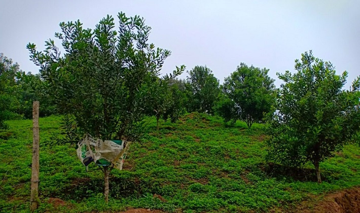 Mường Ảng – Đẩy nhanh tiến độ các dự án trồng cây mắc ca