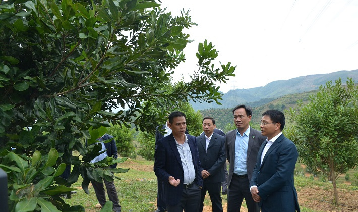 Điện Biên: Đẩy mạnh công tác tuyên truyền về phát triển cây Mắc ca