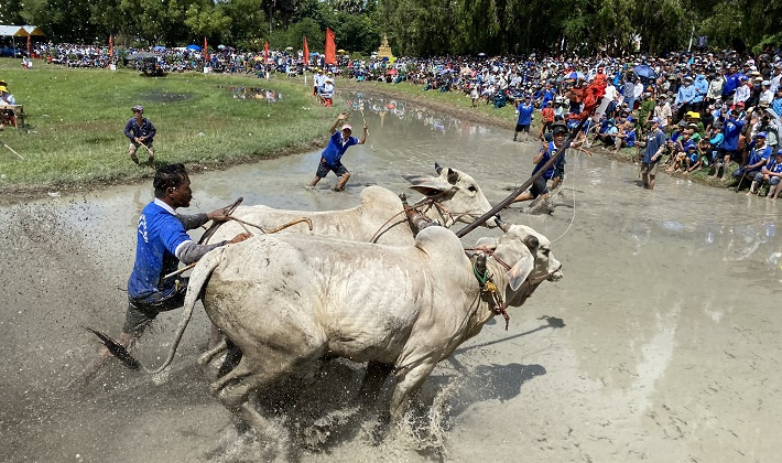 Rộn ràng ngày Hội đua bò Bảy Núi tranh Cúp Truyền hình An Giang lần thứ 27 năm 2022