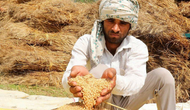 Ấn Độ bảo vệ quyết định cấm xuất khẩu gạo, lúa mì tại WTO