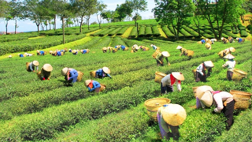 Các giải pháp cơ bản, cấp bách nhằm phát triển thị trường ở vùng dân tộc thiểu số và miền núi Việt Nam