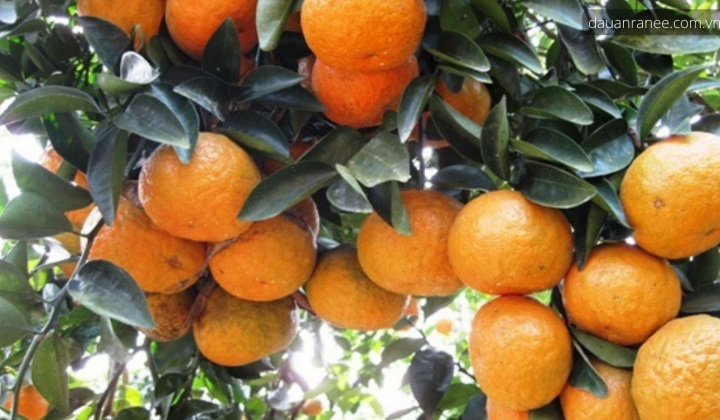 Phân bón Văn Điển: Biến đồi hoang cằn cỗi thành vùng chuyên canh nổi tiếng