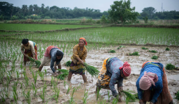 Giá gạo Ấn Độ chạm mức cao nhất 2 năm trở lại đây