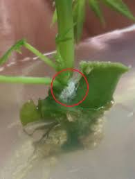 Hiệu quả phương pháp khử trùng và loại vật liệu ban đầu trong nghiên cứu nhân giống in-vitro Hippeastrum esquestre Herb