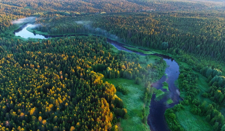 Khám phá 5 khu rừng tự nhiên lớn nhất thế giới