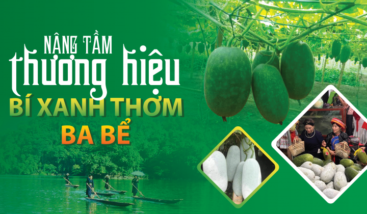 Nâng tầm thương hiệu bí xanh thơm Ba Bể