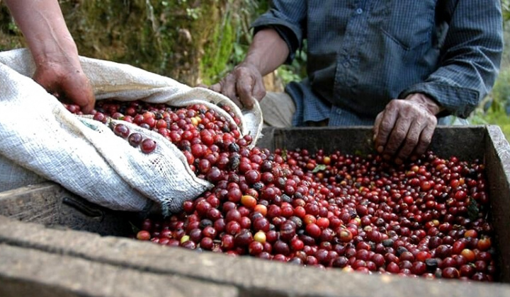 Giá cà phê hôm nay 10/10: Giảm ngày thứ 7 liên tiếp