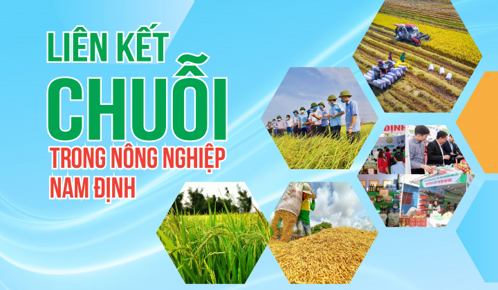 Liên kết chuỗi trong nông nghiệp Nam Định