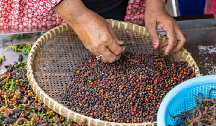 Giá tiêu hôm nay 11/10: Sau 3 tháng tăng liên tiếp, giá tiêu xuất khẩu quay đầu giảm nhẹ