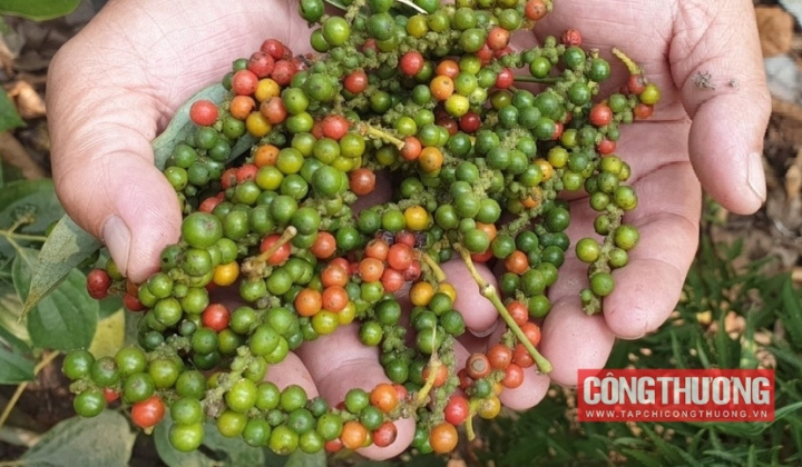 Giá tiêu hôm nay 14/10: Lo ngại xu hướng suy giảm diện tích trồng tiêu tại Việt Nam