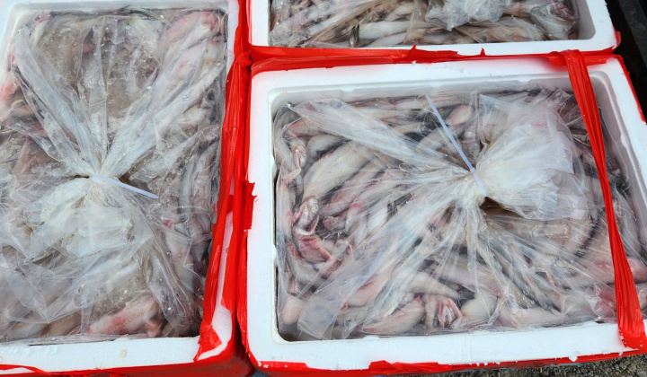 Thanh Hóa: Phát hiện trên 4,5 tấn cá khoai chứa chất foocmon