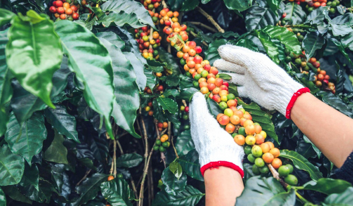 Giá cà phê hôm nay 17/10: Tồn kho cà phê Robusta thế giới xuống thấp nhất 2 tháng