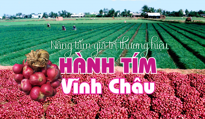 Nâng tầm giá trị thương hiệu hành tím Vĩnh Châu