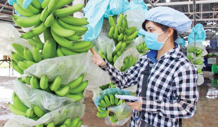 Hoàng Anh Gia Lai (HAG): Lợi nhuận quý 3 tăng đột biến, thu lớn từ thanh lý tài sản